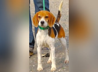 Gina, Beagle