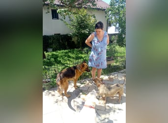 Molly sucht ein liebevolles Zuhause