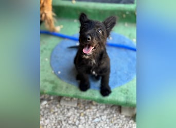 Manuela, ein süßes Hundekind
