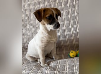 Lustige INZIR sucht eine liebevolle Familie