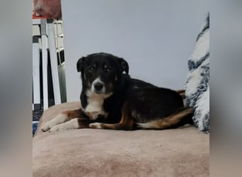 Socke - absoluter Familienhund