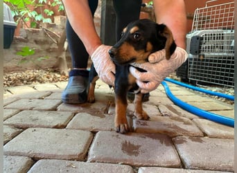 Marvin, geboren 25.03.2025, 24cm sucht seine Familie