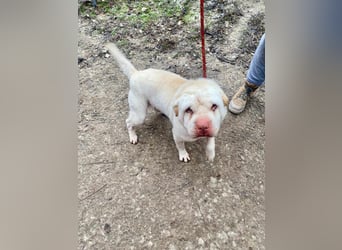 NOTFALL! RUDOLF Red Nose 2,5 J. weißer Shar pei-Rüde