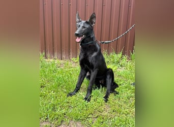 Lupin VI– Ein kluger Herzenshund sucht sein Für-immer-Zuhause