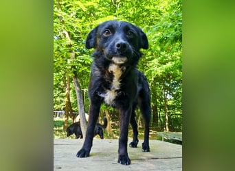 Verspielter ELVIS- sucht Zuhause für immer