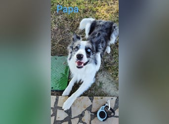 Border Collie Schäferhund Mix Welpe