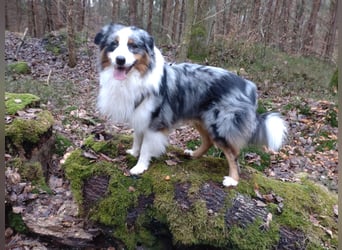 Australian Shepherd x Border Collie Welpen