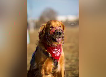 Milo Dark Golden Retriever Rüde katzenverträglich sucht erfahrenes Zuhause