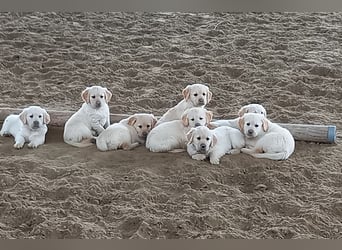 Golden Retriever Welpen/Creme x Dark Golden