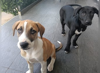 NERO - aufgeweckter Junge sucht Familie