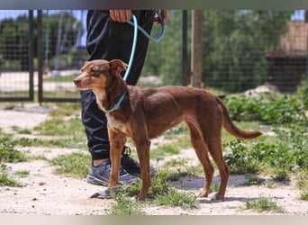 Caju, Mix Pinscher / Chihuahua, lieb und sozial