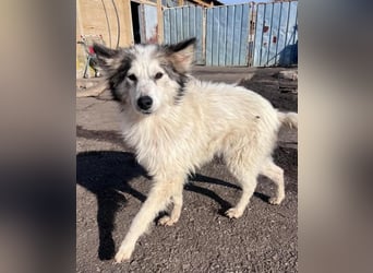 Aimee, RESERVIERT Husky-Collie Mix Lady ,  verjagt und sich selbst überlassen