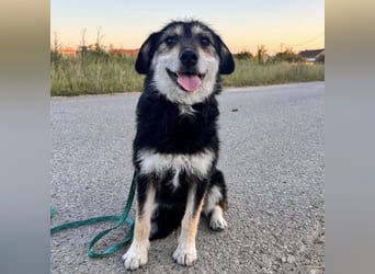 Xena eine brave, liebe, sanfte Hündin