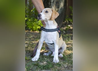 Bubba SI – 3 Jungs suchen ihr großes Abenteuer