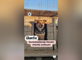 Sensible CHARLIE sucht ihre Menschen