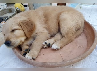 Goldendoodle - Welpen [Double-Doodle]