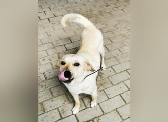 Rocky, Labrador-Mix, geb. 2022, netter Rüde sucht Zuhause