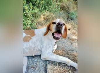 Süße und liebevolle Pointer Mix Hündin EMMA sucht eine Familie