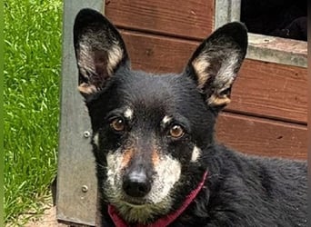 ♥LILA♥ am 13.7. bei "Tiere suchen ein Zuhause" - hübsche, ganz liebe kleine Hündin 35 cm