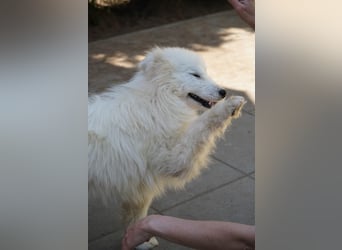 Romy SR – Kleine Schneeflocke mit großem Herzen