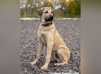 Atilla - Zuhause gesucht