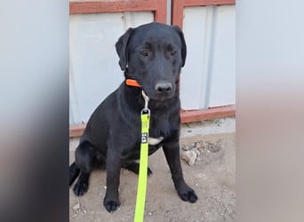 ❤️Labradormix Welpe Nero❤️
