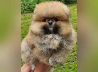 Pomeranian Boo Zwergspitz