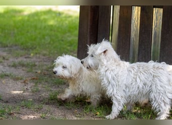 Bess, fröhlicher Westhighland White Terrier Welpe, geb. 2025