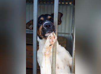 Bark - liebt die Menschen