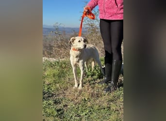 Miranda - Familie fürs Leben gesucht (82041 Deisenhofen)