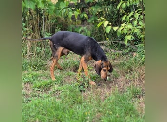 Rocco  - dringend - ein Überlebenskünstler sucht ein neues Zuhause