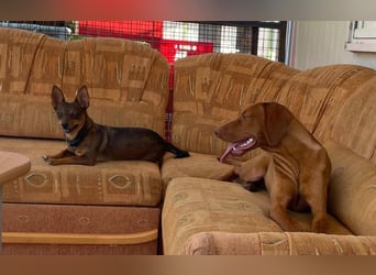 Levante sucht Vizsla Liebhaber