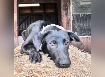 Blue ein toller Bub
