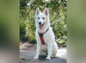 Rocky - unkomplizierter Familienhund