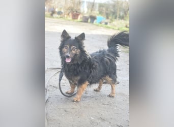 Stella - rüstige Seniorin die noch flott unterwegs ist