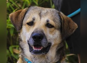 Mya, Mix Schäferhund / Rafeiro Alentejano, lieb und sozial