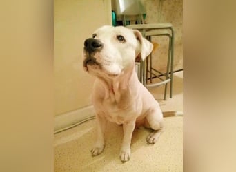 Murphy-DG, Dickkopf sucht Paten!
