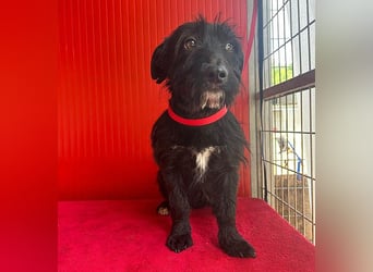 (R) kleiner Herzensbrecher KIKO - 2,5 Jahre, 30cm/8,5kg - Schnauzuer-Mix