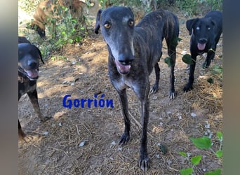 Gorrión 10/2020 (ESP) - sozialer und verspielter Galgo sucht Rasseliebhaber!