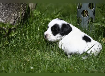 traumhaft hübscher Tibet Terrier Welpen aus erfahrender Zucht  sind geboren dürfen im Juni ausziehen