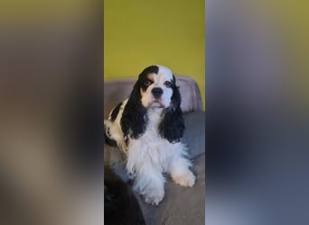 Luna, unsere Cockerhündin, 4 1/2 Jahre alt, sucht liebevolle Familie