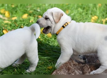 Shar-Pei x Labrador Mix Welpen stellen sich vor......