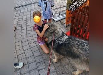 Pfote sucht ihre Herzmenschen❤️