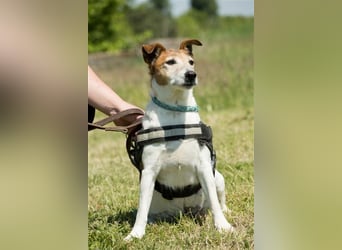 Pici-SI, Schmuse-Omi sucht dringend ein warmes Körbchen