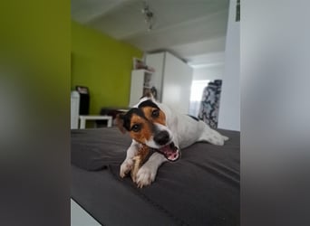 MOMO ca. 2 J. Parson-Terriermix-Rüde sucht sportl. familie