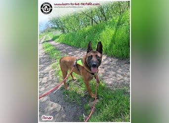 Bildhübscher Amar sucht sein Zuhause