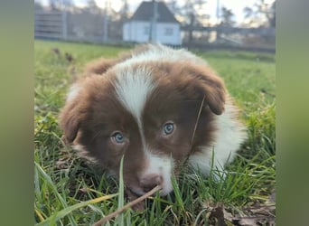 Border Collie Welpen -  Wurferwartung für Ende Juni 2025