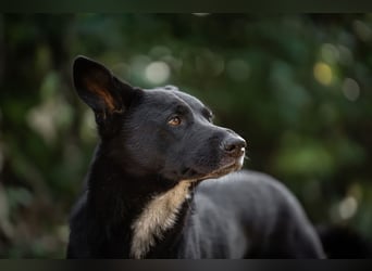 Canaan Dog-Welpen (Kanaan-Hund)