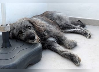 Balou wartet auf sein Für-Immer-Zuhause