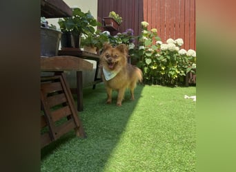 Tobi2 SR – unkomplizierter Sonnenschein sucht neues Glück